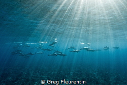 School of spinner dolphins close to the reef by Greg Fleurentin 